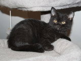 Petite femelle British Shorthair à vendre