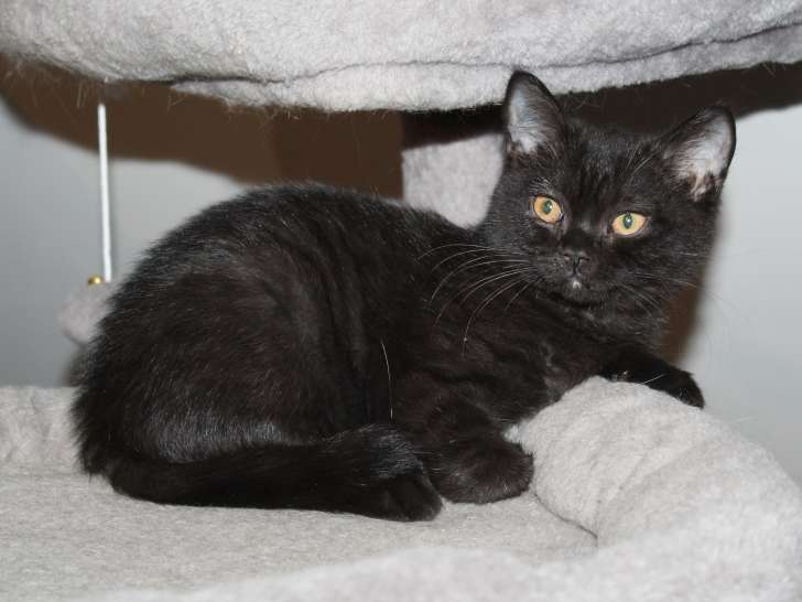 Petite femelle British Shorthair à vendre