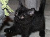 Petite femelle British Shorthair à vendre