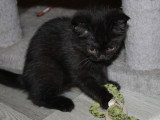 Petite femelle British Shorthair à vendre