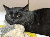 En attente d'un foyer : chat noir de 2 ans