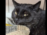 En attente d'un foyer : chat noir de 2 ans