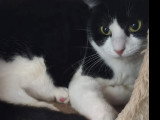 À adopter : chatte noire et blanche d'un an