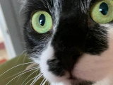Disponible à l'adoption : chaton femelle noir et blanc de 9 mois
