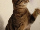 En attente d'un foyer : chaton femelle tigré de 11 mois