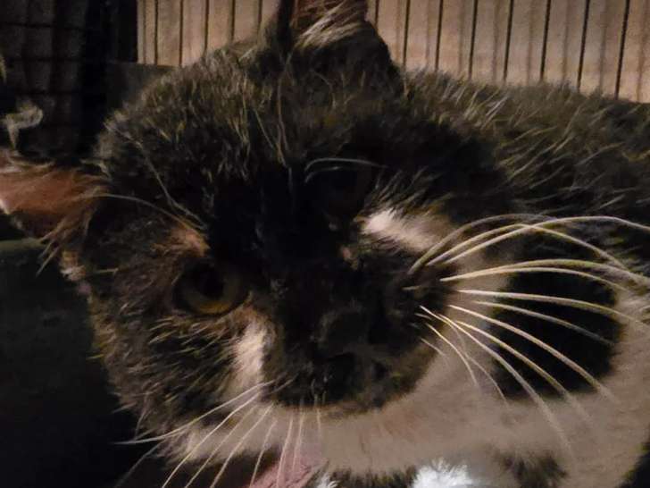 En quête d'un foyer : chat gris et blanc de 10 ans