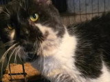 En quête d'un foyer : chat gris et blanc de 10 ans