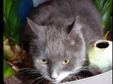 À accueillir : chatte grise et blanche de 7 ans