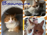 En attente d'adoption : chat roux et blanc de 2 ans