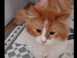 En attente d'adoption : chat roux et blanc de 2 ans