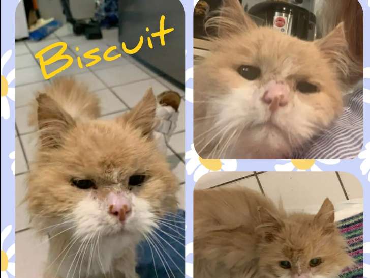 À adopter : chat beige de 20 ans