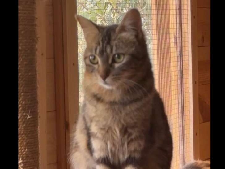 Prête pour l'adoption : chatte tigrée d'un an