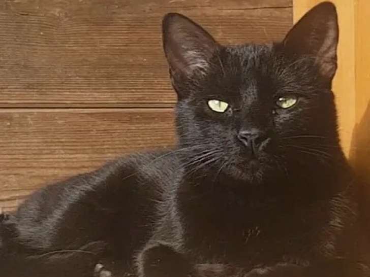 En attente d'adoption : chaton femelle au pelage noir de 10 mois