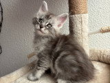Chatons Maine Coon LOOF à vendre