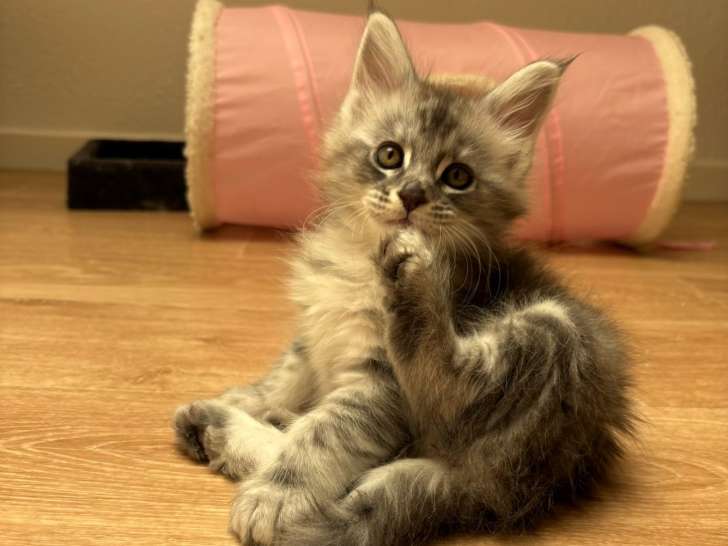 Chatons Maine Coon LOOF à vendre