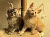 Chatons Maine Coon LOOF à vendre