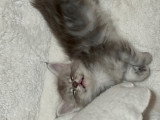 Chatons Maine Coon LOOF à vendre