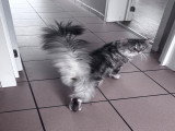 Mâle Maine Coon adulte à vendre