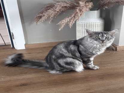 Mâle Maine Coon adulte à vendre