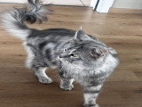Mâle Maine Coon adulte à vendre