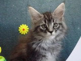 Réservation pour 1 chaton femelle Maine Coon LOOF black silver tabby de février 2026