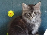 Réservation pour 1 chaton femelle Maine Coon LOOF black silver tabby de février 2026