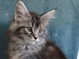 Réservation pour 1 chaton femelle Maine Coon LOOF black silver tabby de février 2026
