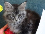 Réservation pour 1 chaton femelle Maine Coon LOOF black silver tabby de février 2026