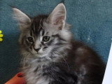 Réservation pour 1 chaton femelle Maine Coon LOOF black silver tabby de février 2026