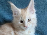 1 chaton Maine Coon mâle roux silver tabby LOOF de février 2026 à réserver
