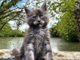 1 chaton Maine Coon black smoke mâle LOOF de février 2026 à réserver