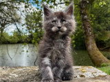 1 chaton Maine Coon black smoke mâle LOOF de février 2026 à réserver