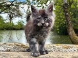 1 chaton Maine Coon black smoke mâle LOOF de février 2026 à réserver