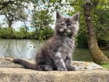 1 chaton Maine Coon black smoke mâle LOOF de février 2026 à réserver