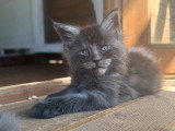 1 chaton Maine Coon black smoke mâle LOOF de février 2026 à réserver