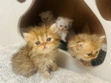 6 chatons Persan Chinchilla nés en mars 2026 non LOOF à réserver