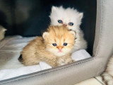 6 chatons Persan Chinchilla nés en mars 2026 non LOOF à réserver