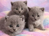 4 chatons Chartreux nés avril 2026 LOOF à réserver