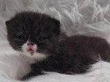 Chaton mâle Exotic Shorthair LOOF à réserver, né en avril 2026