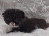 Chaton mâle Exotic Shorthair LOOF à réserver, né en avril 2026