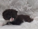 Chaton mâle Exotic Shorthair LOOF à réserver, né en avril 2026