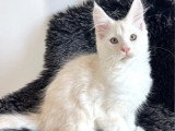 Chaton Maine Coon roux silver mâle LOOF né en février 2026 à vendre