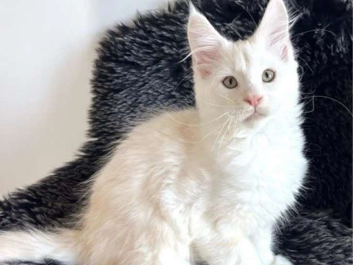 Chaton Maine Coon roux silver mâle LOOF né en février 2026 à vendre