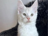 Chaton Maine Coon roux silver mâle LOOF né en février 2026 à vendre