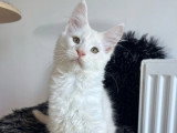 Chaton Maine Coon roux silver mâle LOOF né en février 2026 à vendre