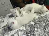 Chaton British Shorthair disponible