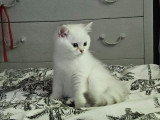 Chaton British Shorthair disponible