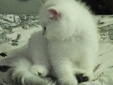 Chaton British Shorthair disponible