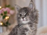 5 chatons Maine Coon LOOF nés en février 2026 à réserver