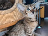 5 chatons Orientaux mâles inscrits au LOOF à vendre, nés en février 2026